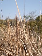 Typha capensis