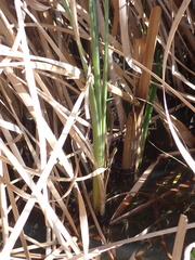 Typha capensis