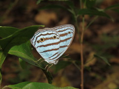 Cepheuptychia cephus