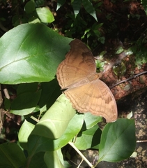 Junonia iphita