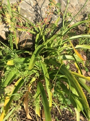 Amaryllis belladonna