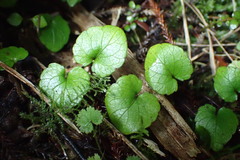 Viola filicaulis
