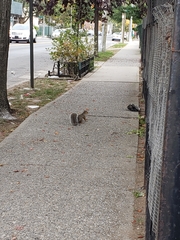 Sciurus carolinensis
