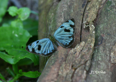 Dynamine postverta postverta