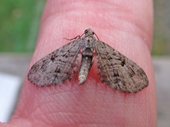 Eupithecia interruptofasciata