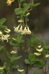 Lonicera microphylla