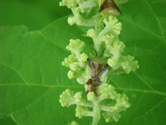 Elasmostethus atricornis