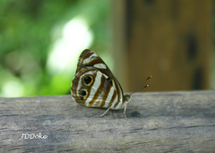 Dynamine postverta postverta