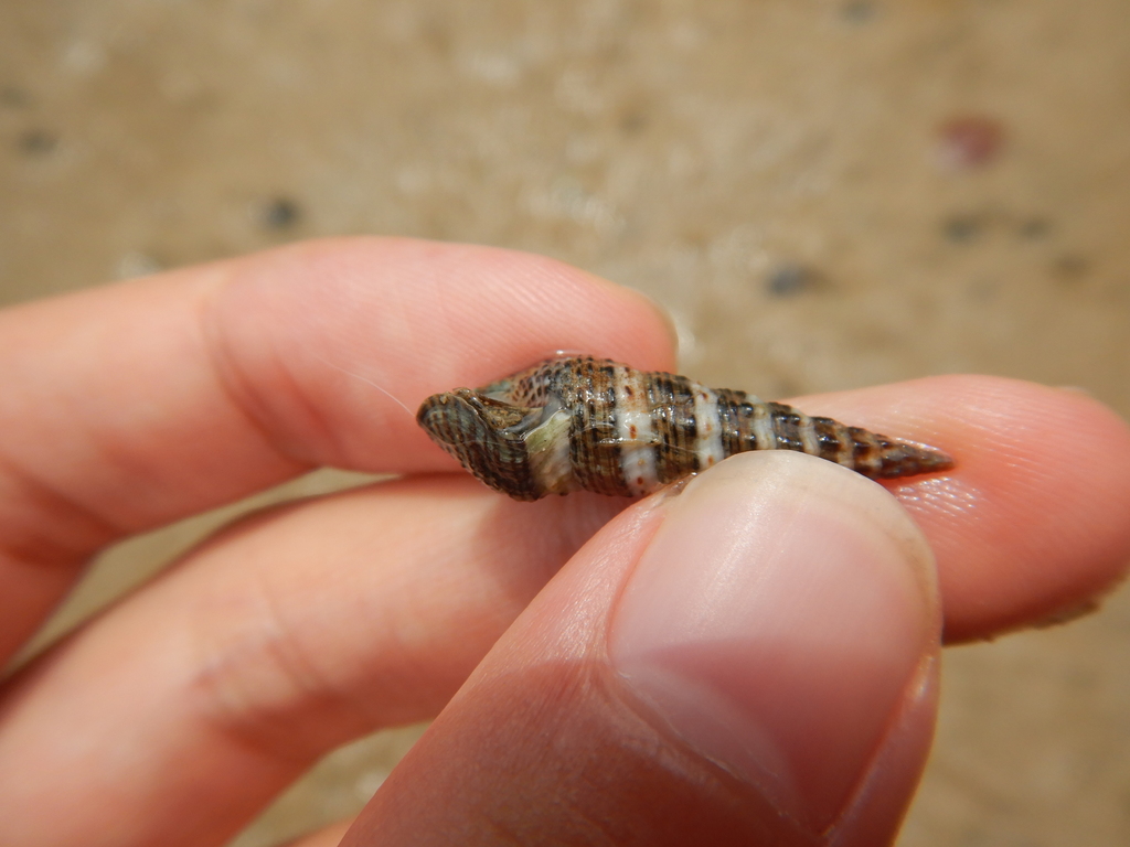 Zoned Horned Shell