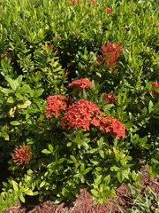 Ixora coccinea