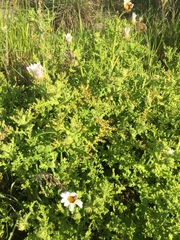 Arctotis aspera aspera