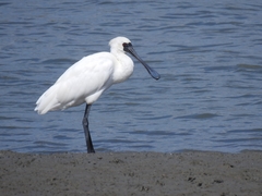 Platalea minor