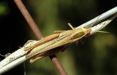 Eyprepocnemis plorans