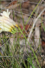 Freesia leichtlinii