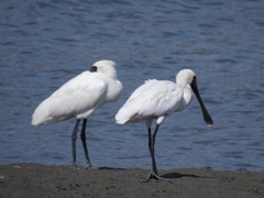 Platalea minor