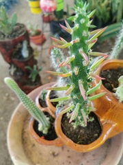 Austrocylindropuntia subulata