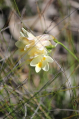 Freesia leichtlinii