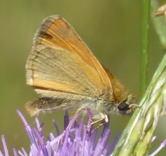 Thymelicus sylvestris