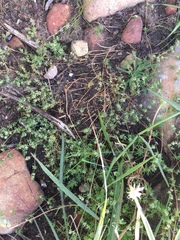 Adenogramma glomerata