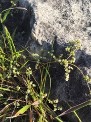 Adenogramma glomerata