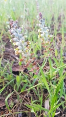 Lachenalia variegata