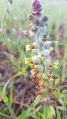Lachenalia variegata
