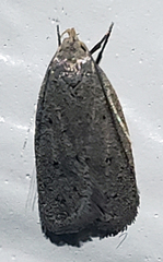 Inga obscuromaculella