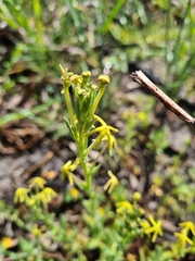 Lyperia