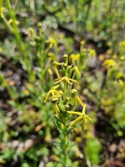 Lyperia