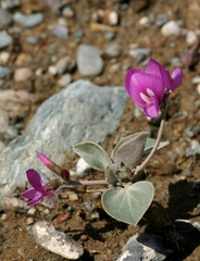 Gueldenstaedtia monophylla