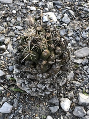 Coryphantha salinensis