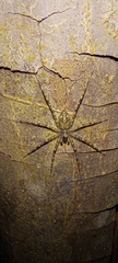 Syntrechalea