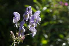 Aconitum degenii