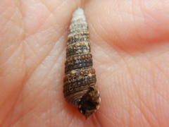 Pirenella asiatica