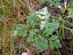 Sceptridium multifidum