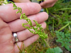 Sceptridium multifidum