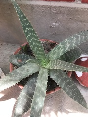 Aloe