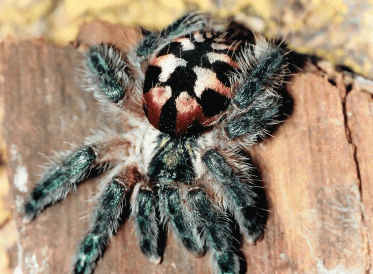 Brazilian Jewel Tarantula