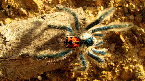 Brazilian Jewel Tarantula