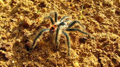 Brazilian Jewel Tarantula