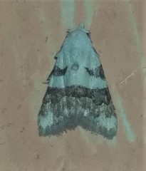 Nola lucidalis