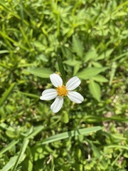 Bidens alba