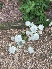 Astrantia