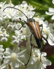 Anastrangalia dubia