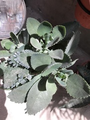 Kalanchoe