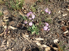 Senecio speciosus