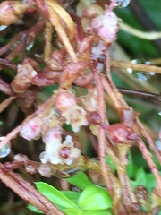 Cuscuta lupuliformis