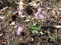 Senecio speciosus