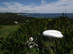 Macrolepiota dolichaula