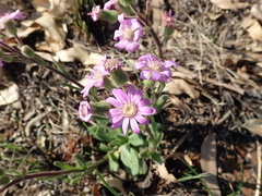 Senecio speciosus